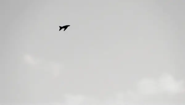 Small Flying Insect Mid-Air Black And White