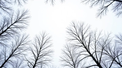 Snow-Leafed Trees Reaching to Pale Sky