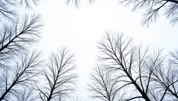 Snow-Leafed Trees Reaching to Pale Sky