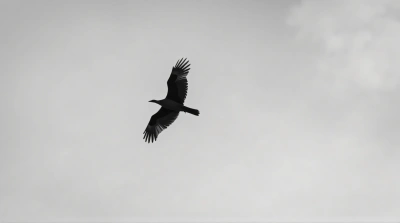 Soaring Bird Silhouette in Monochrome Sky