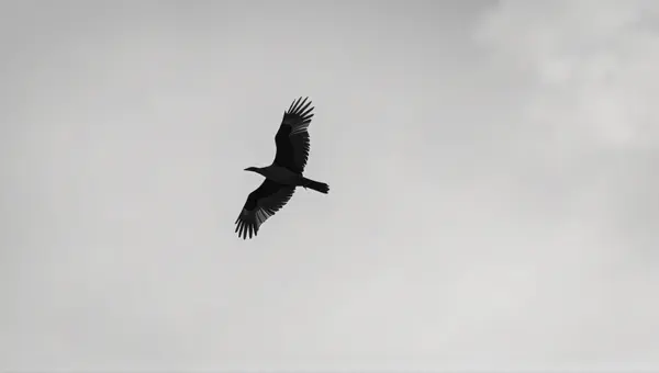 Soaring Bird Silhouette in Monochrome Sky