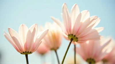 Soft Pastel Petals On Slender Stems Under Sky