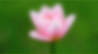 Soft Pink Flower Close-Up With Gentle Petal Curves