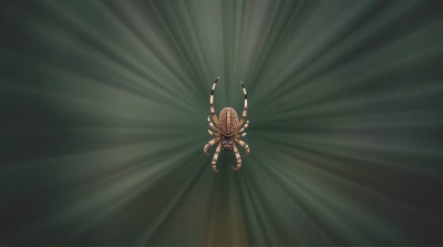 Solitary Arachnid With Intricate Exoskeleton Patterns