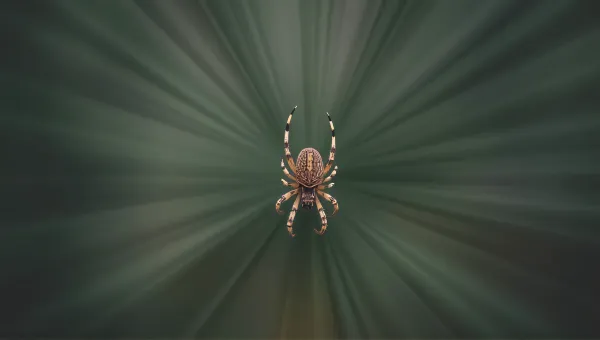 Solitary Arachnid With Intricate Exoskeleton Patterns