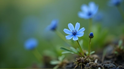 Solitary Azure Flower In Miniature Landscape Focus