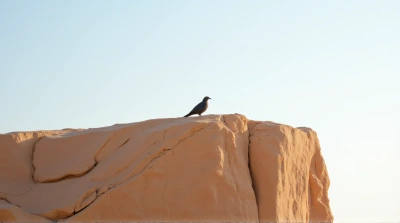 Solitary Bird Resting On Earth-Toned Cliff Under Clear Sky
