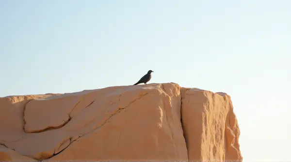 A solitary bird resting on an earth-toned cliff with a clear blue sky and soft natural light