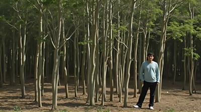 Solitary Figure Amid Slender Tree Trunks Light