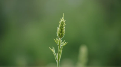 Solitary Green Sprig With Textured Focus