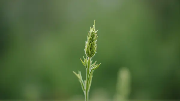 Selective focus on a single green sprig highlighting texture against a blurred background