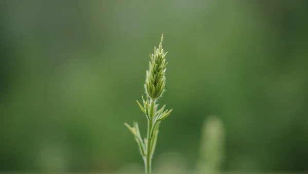 Solitary Green Sprig With Textured Focus