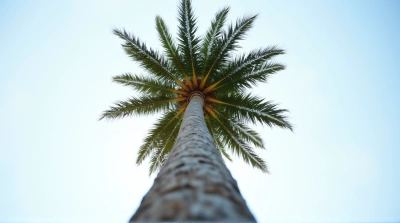 Solitary Palm Tree Against Bright Sky