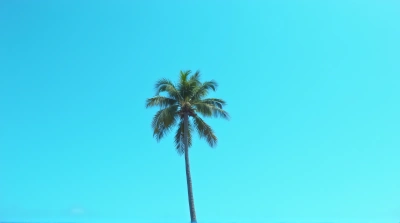 Solitary Palm Tree Against Cerulean Sky