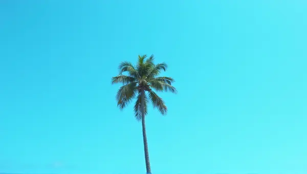 Solitary Palm Tree Against Cerulean Sky