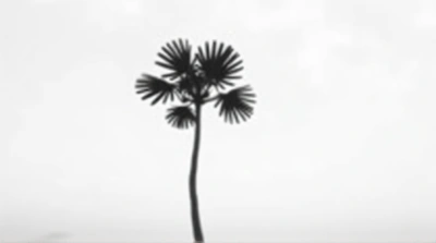 Solitary Tree With Fan-Shaped Leaves In Monochrome