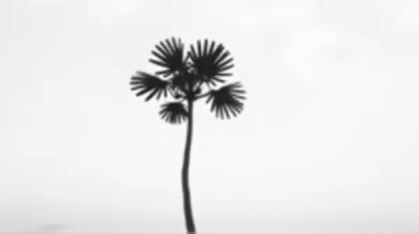 Monochrome image of a single slender tree with large fan-shaped leaves against a soft gradient sky