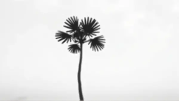 Solitary Tree With Fan-Shaped Leaves In Monochrome