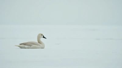 Solitary Waterfowl Resting On Light Surface