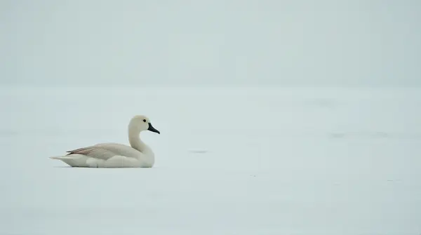 Solitary Waterfowl Resting On Light Surface