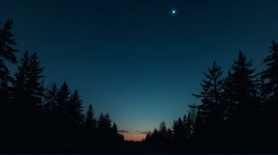 Starry Sky With Tree Silhouettes And Moonlight