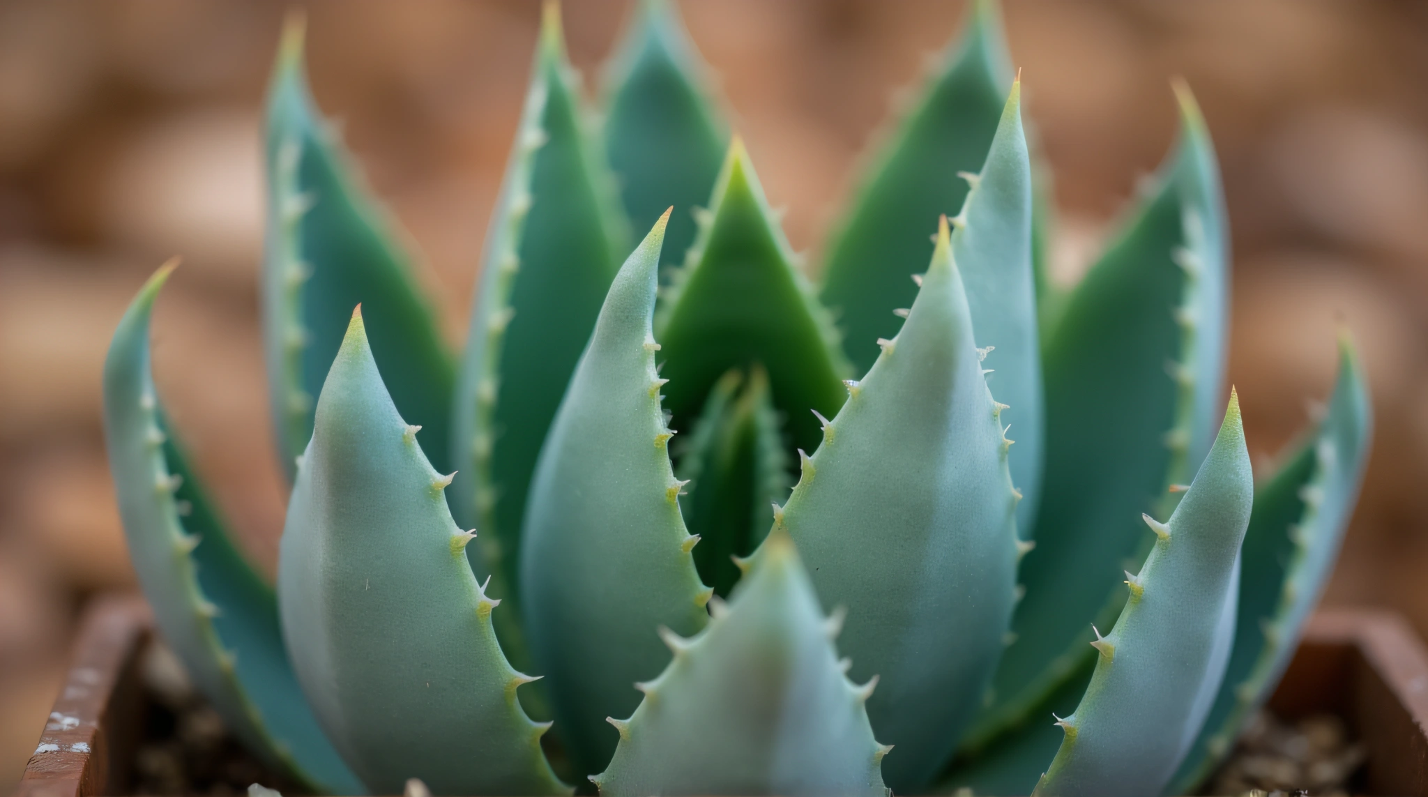Succulent Leaves Close-Up With Serrated Edges