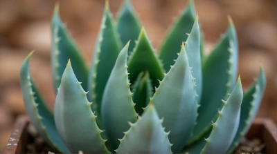 Succulent Leaves Close-Up With Serrated Edges