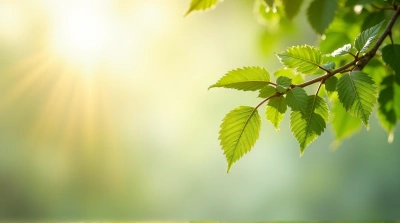 Sunlit Tree Branch With Textured Leaves
