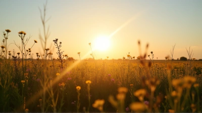 Sunlit Wildflowers In Open Field At Sunset