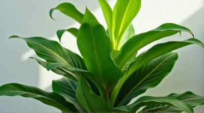 Symmetrical Plant Close-Up With Natural Daylight
