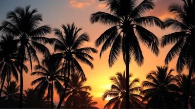 Tall Coconut Trees Silhouetted At Sunset Sky