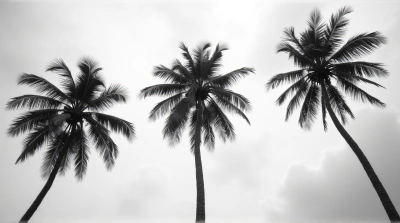 Tall Coconut Trunks Reaching Skyward In Grayscale