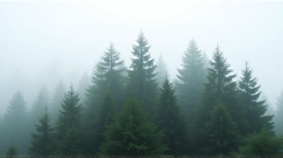 Tall Conifer Trees with White Haze Effect