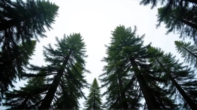 Tall Evergreen Trees Against Pale Sky