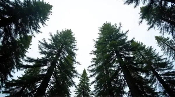 View from below of tall evergreen trees with needle-covered branches overlapping against a pale sky.