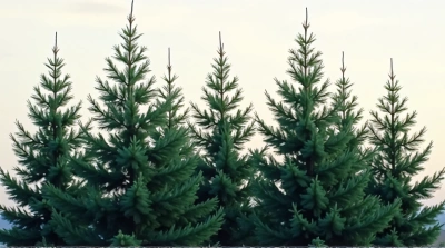 Tall Evergreen Trees Forming Textured Canopy