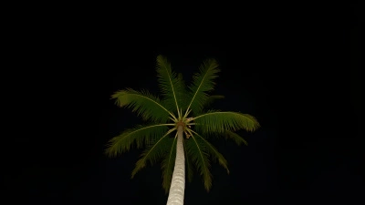 Tall Green Coconut Tree Against Night Sky