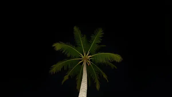 Tall Green Coconut Tree Against Night Sky