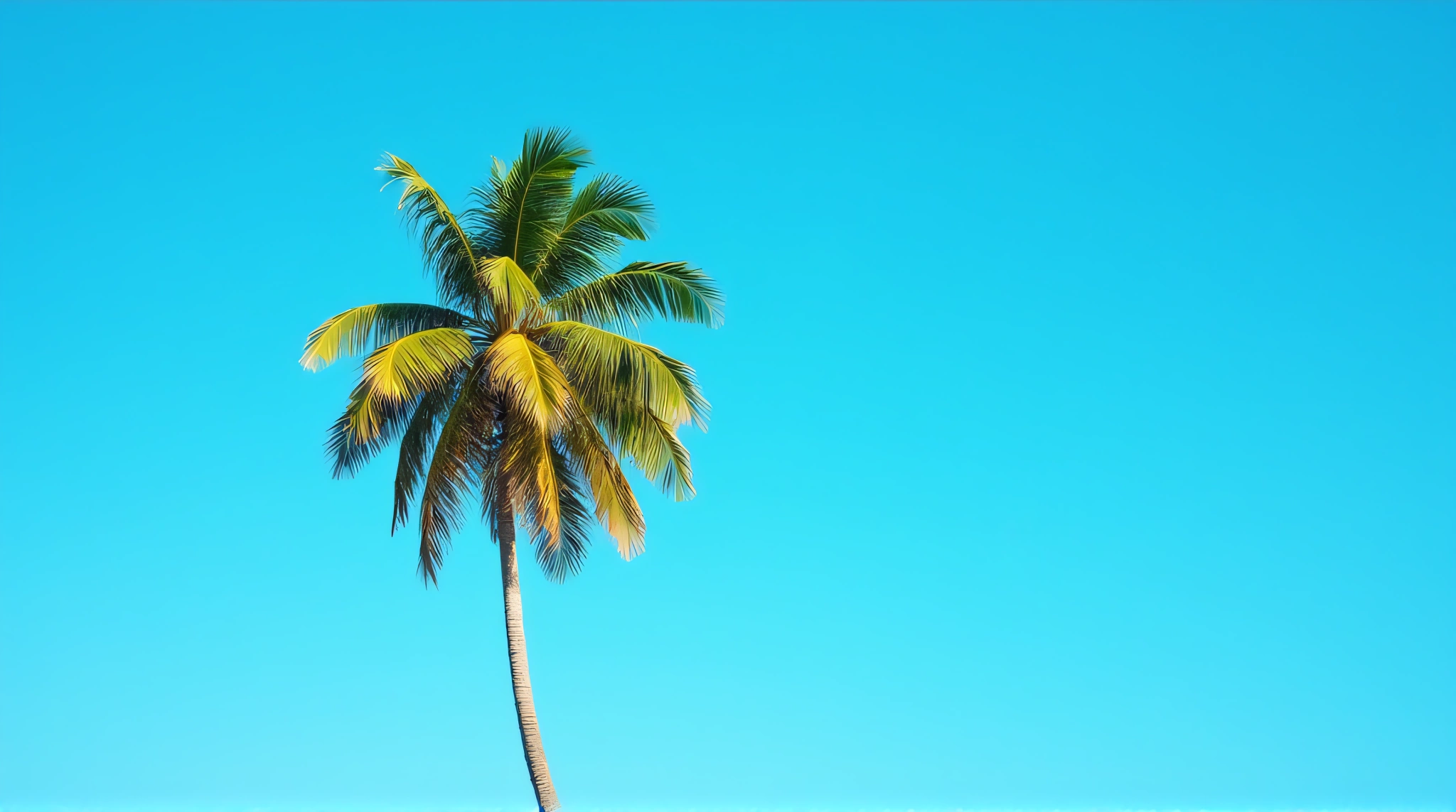 Tall Palm Tree With Lush Fronds And Open Sky