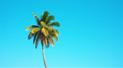 Tall Palm Tree With Lush Fronds And Open Sky