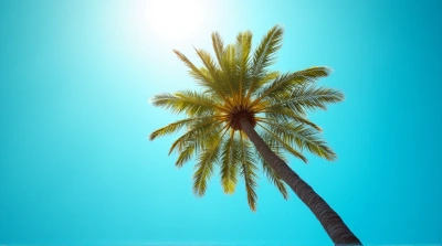 Tall Palm Tree With Vibrant Fronds Against Sky