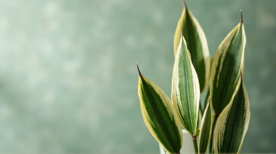 Tall Plant With Patterned Emerald And Ivory Leaves