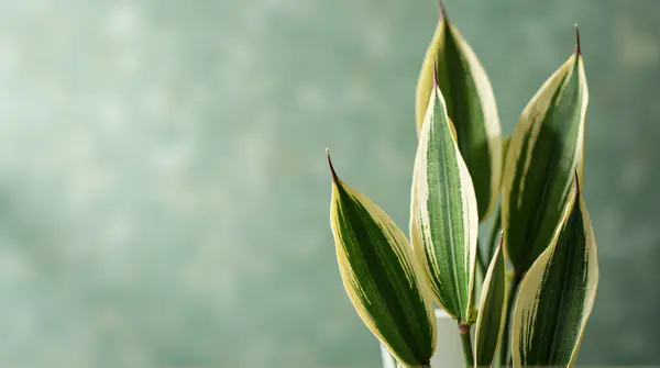 Close-up of a tall plant with elongated leaves patterned in emerald and ivory bands against a soft blurred background.