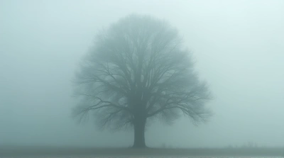 Tall Tree Surrounded By Thick Fog And Clouds