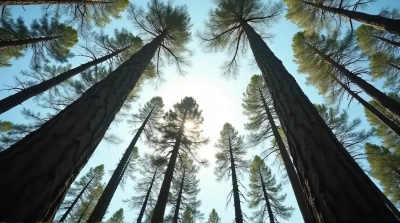 Tall Tree Trunks Against Bright Sky