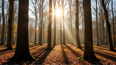 Tall Tree Trunks Against Bright Sky In Woodland