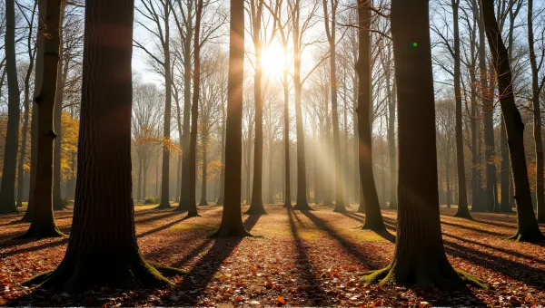 Tall Tree Trunks Against Bright Sky In Woodland
