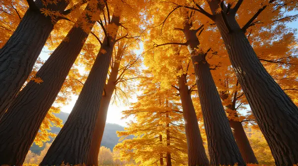 Tall Trees With Amber Foliage And Sunlight