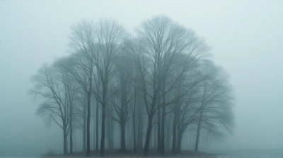 Tall Trees Amid Swirling Vapor Gray Atmosphere