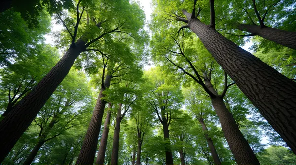 Low angle view of tall trees emphasizing canopy texture and height with leafy branches filling the frame
